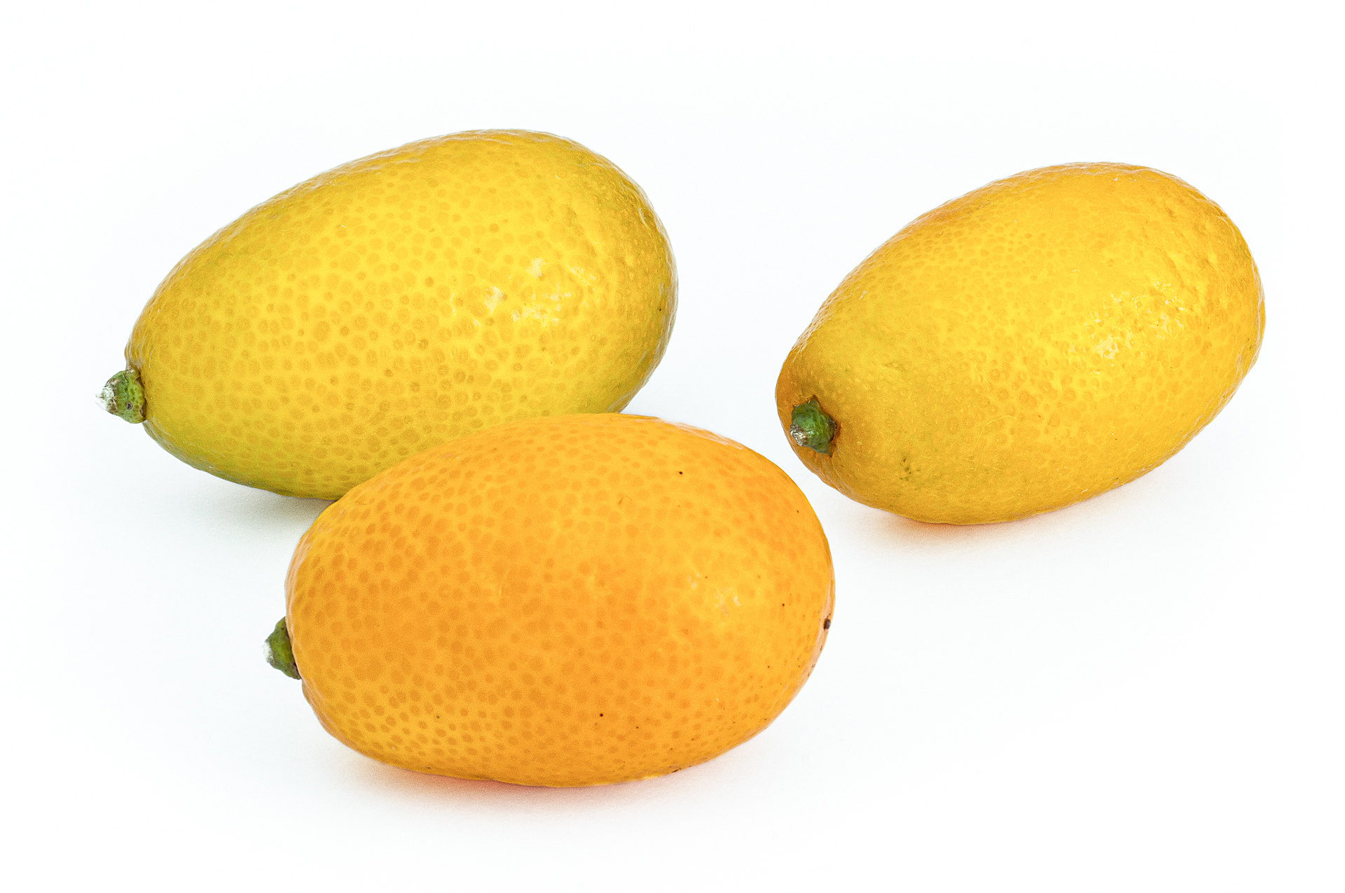 Kumquat - Citrus japonica
